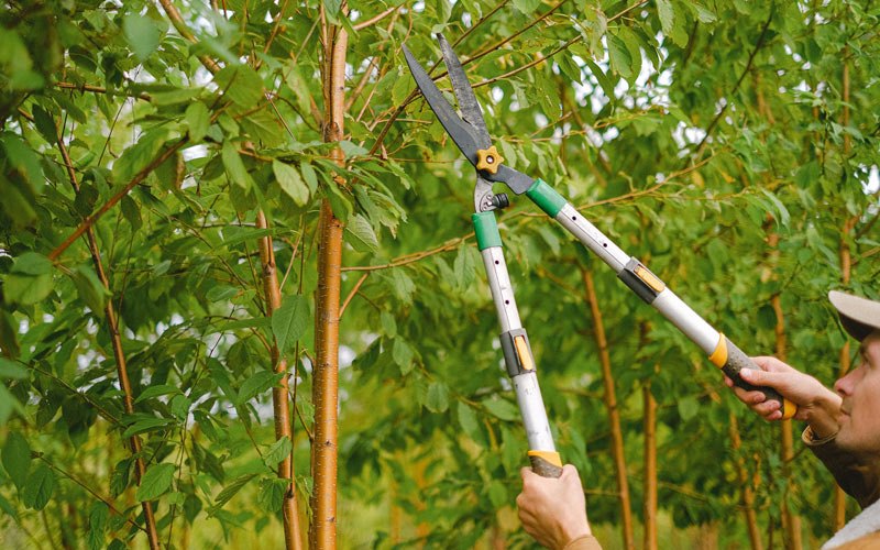 Tree trimming in Riverton, IA